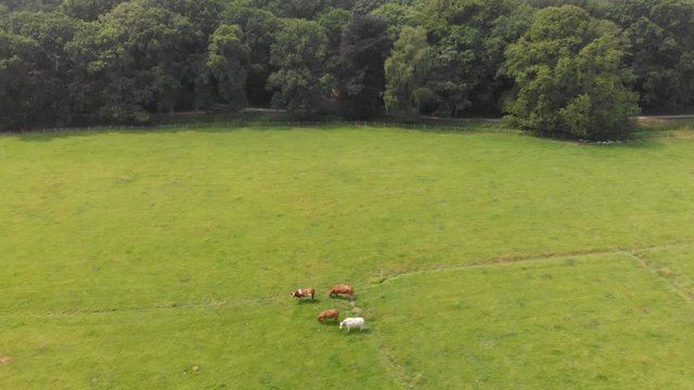 Herd of cows from air in rural area