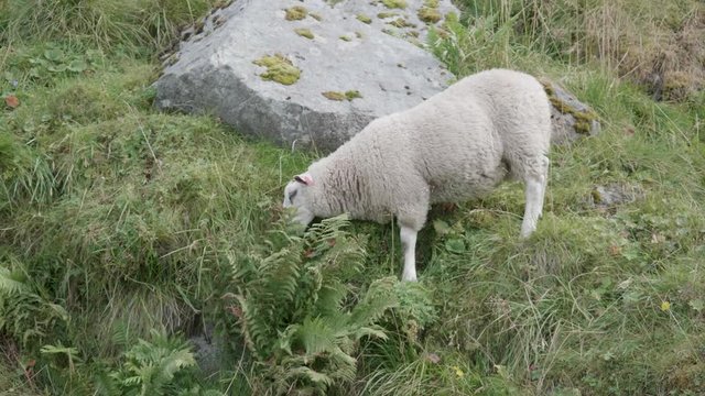 Sheep balancing on a steep hill