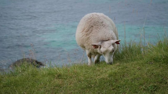 Sheep grasping on Lofoten Norway
