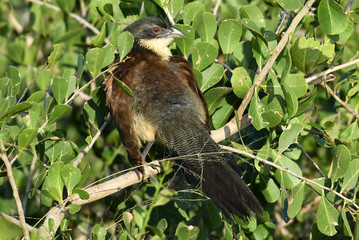 South African bird in natural conditions