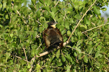 South African bird in natural conditions