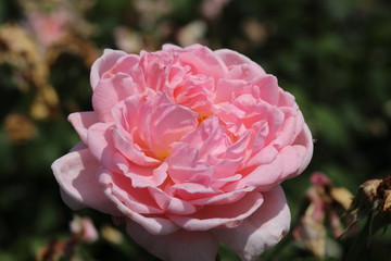 薔薇　ばら　マサコ