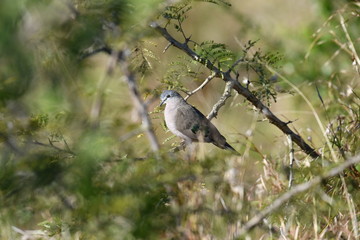 South African bird in natural conditions