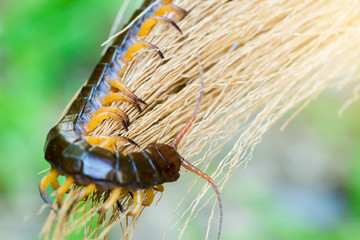 Centipedes climb to sleep on dry leaves.