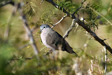 South African bird in natural conditions