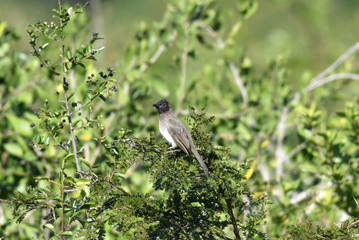 South African bird in natural conditions