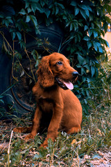 Troy