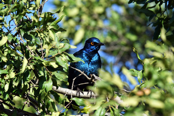South African bird in natural conditions