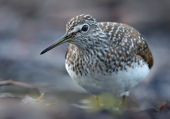 Mature Green Sandpiper curiously looks into the camera from very close portrait distance