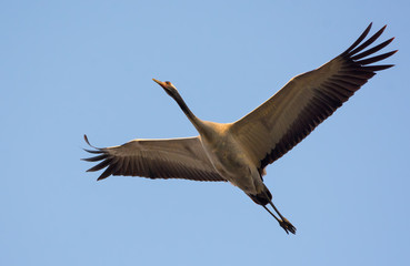 Common Crane in soaring flight up in blue sky