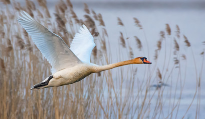 Adult mute swan in rapid flight over river reeds in early spring
