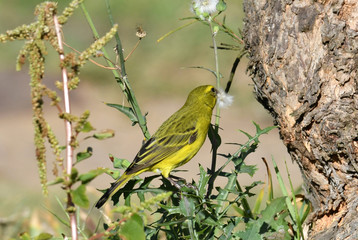 green bird with a dandelion in its beak