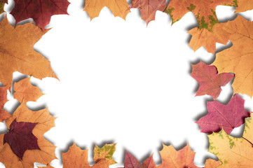 maple leaves on white background place for text in the middle, autumn.Выделите текст, чтобы посмотреть примеры.