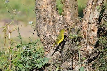 South African bird in natural conditions