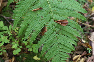 Beautiful fern leaves in the autumn forest