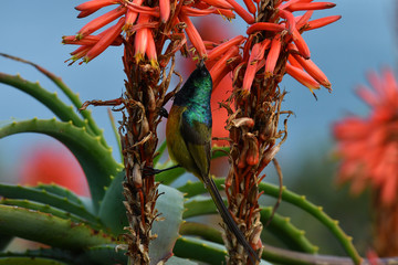 South African nectary and red flower