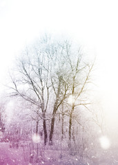 Fototapeta na wymiar Trees under snowfall design