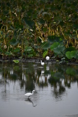 ハス田の白サギ
