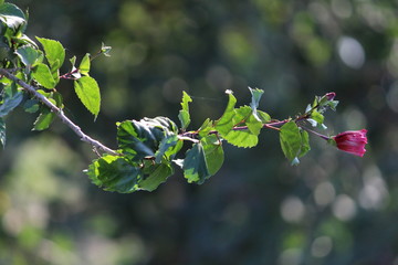 growing stage of single ink / red Indian native Hibiscus flower in the garden on the morning sunlight in landscape view