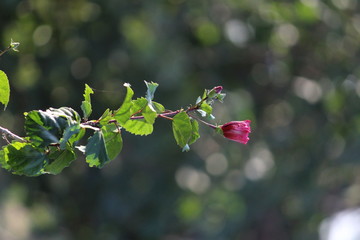 growing stage of single ink / red Indian native Hibiscus flower in the garden on the morning sunlight in landscape view