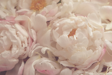 Heap of gorgeous fresh fluffy peony flowers in bloom, close up. Beautiful pastel pink floral texture for background. Blooming peonies.