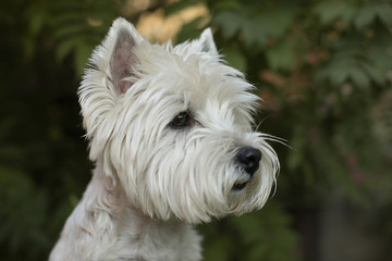 white cute little dog