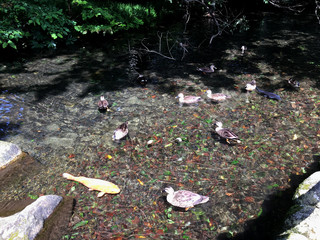 This place is a hidden attraction. Watching ducks and freshwater fish swimming together will heal everyone. The location of this landscape is a park in Hino City, Tokyo, Japan. The nearest station is 