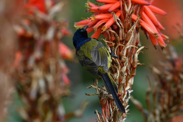 South African nectary and red flower
