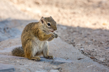Naklejka na ściany i meble Close up of a cute eating squirrel, Etosha, Namibia, Africa
