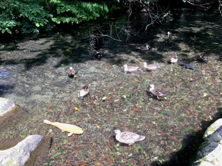 This place is a hidden attraction. Watching ducks and freshwater fish swimming together will heal everyone. The location of this landscape is a park in Hino City, Tokyo, Japan. The nearest station is 