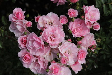 薔薇　ばら　ボニカ82