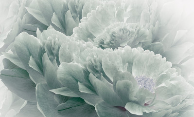 Floral halftone light turquoise background. Flowers and petals of a light turquoise peonies close up. Nature.