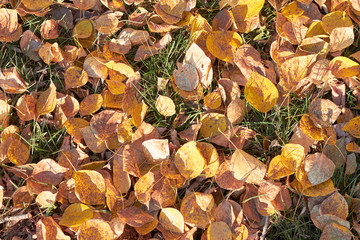 Autumn, dry leaves scattered on , design, background, texture of dry leaves.