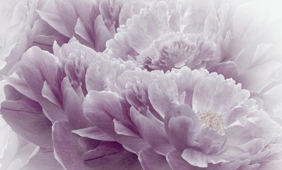 Fototapety  Floral halftone light purple background. Flowers and petals of a light purple peonies close up. Nature.