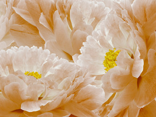 Floral orange background. Flowers and petals of a orange peonies close up. Nature.