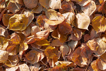 Autumn, dry leaves, design, background, dry leaves texture, bad weather.