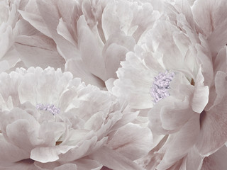 Floral light purple background. Flowers and petals of a light purple peonies close up. Nature.