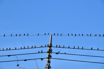 電線にとまったムクドリの群れ