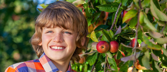 Happy Boy Male Child Smiling in an Apple Orchard Panorama