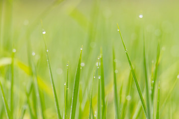 Close up of dew drop on the young green rice leaves with bokeh in early morning during rainy season