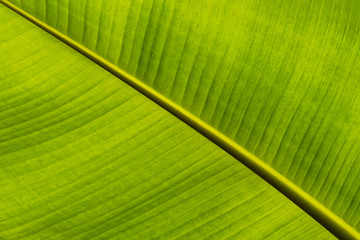 Texture of banana leaf in diagonal direction for background