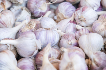 purple garlic texture. Photo of fresh garlic on market table close up. Image of healthy food vitamin spices. Spicy images of ingredient preparation. Pile of purple garlic heads.