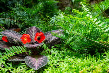 Close up of Flame Violet flower at the garden with copy space. Episcia cupreata flowers and little snail on the red flower with green fern background.