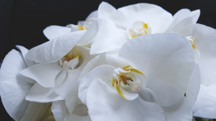 Naklejka na ściany i meble Macro picture of beautiful large petals of a white Orchid flower. Delicate flowers in a wedding bouquet. Black background