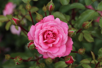 薔薇　ばら　ロイヤルボニカ