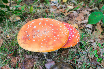 Aerial shot of mushroom Amanita in the forest