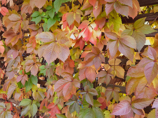 Autumnal vine leaves in varied colors such as red yellow and green on wooden fence