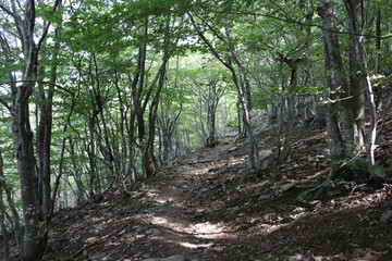 sentier de randonnée GR10 traversant une foret de Hêtre
