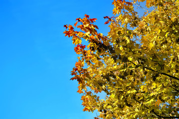 Yellow leaves against the background of the sky