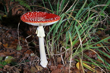Amanites tue-mouches